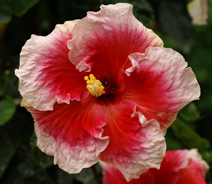 Cameron Highlands 9.JPG